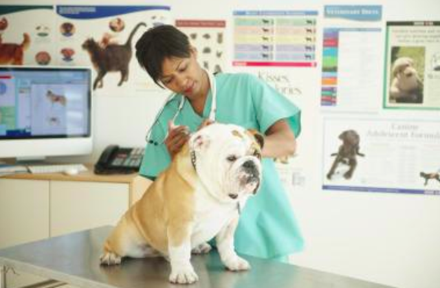 U.S. Veterinary Medical Association