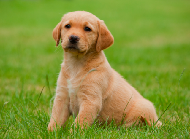 Laboratory Animal Welfare Act