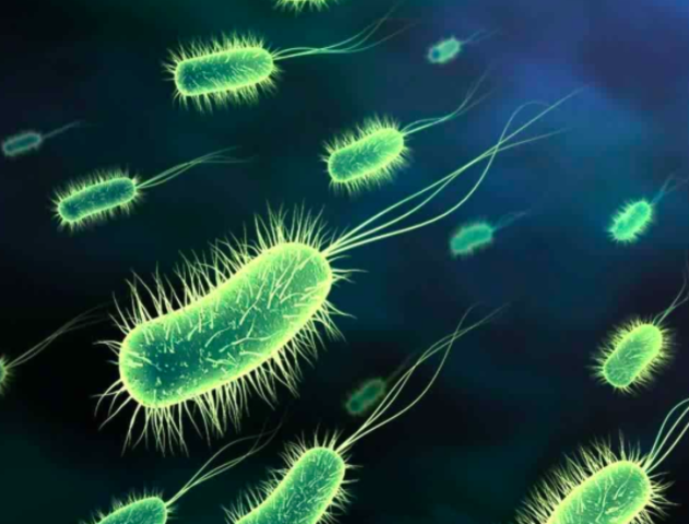 microorganisms may cause many human and animal diseases.