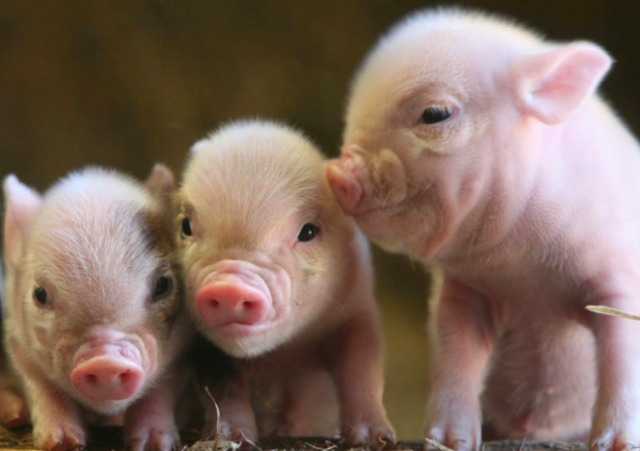 Cloned a liter of pigs