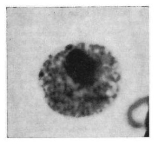 9:54PM First Cells with Nuclei