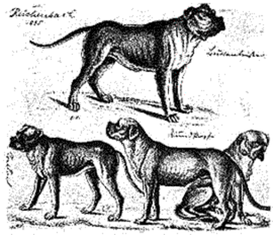 9:47PM First Ancestors of Dogs and Cats