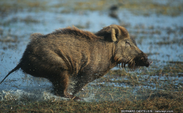 11:09AM First Ancestors of Pigs and Deer