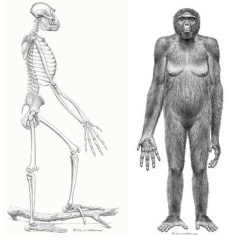 5:18PM Oldest Human-like Ancestors