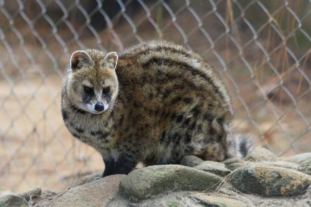 HK and Shenzhen has detected several cornona viruses tracing back to animal species such as civic cats treated as delicacies.