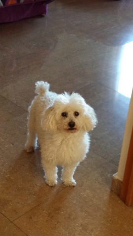 Me regalan a mi perrito