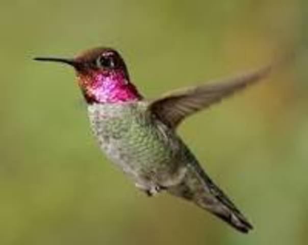 COLIBRI