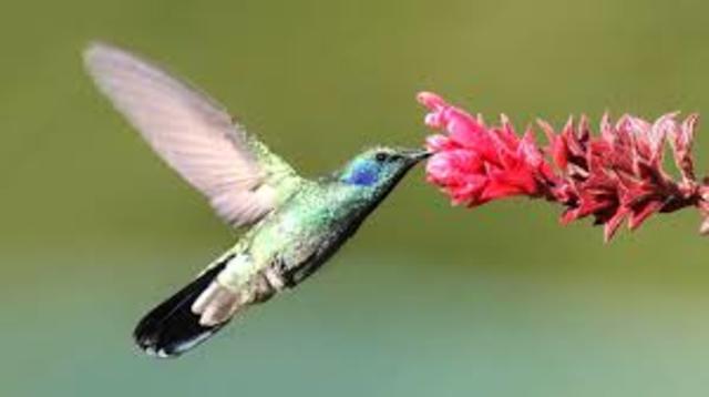 colibri