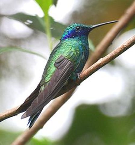colibri