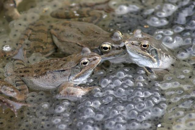 Rana de incubación Gastrica