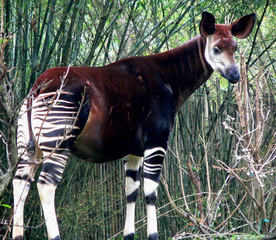 Orleanna sees the Okapi