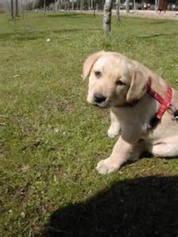 Compra de un perrito