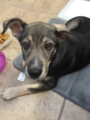 Adopted a new dog named Honey