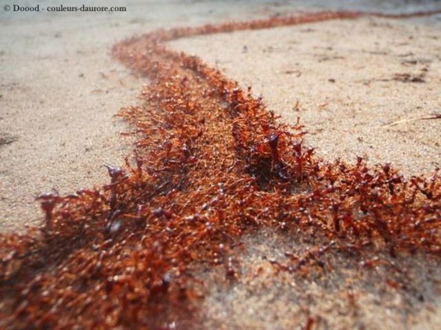 "Every surface was covered and boiling, and the path like black flowing lava in the moonlight." pg. 299 Leah