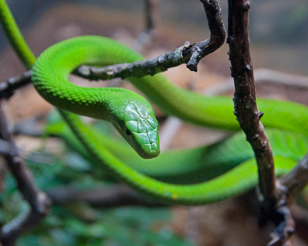 "Her eyes closed up tightly, and her swollen lips clamped shut." pg. 365