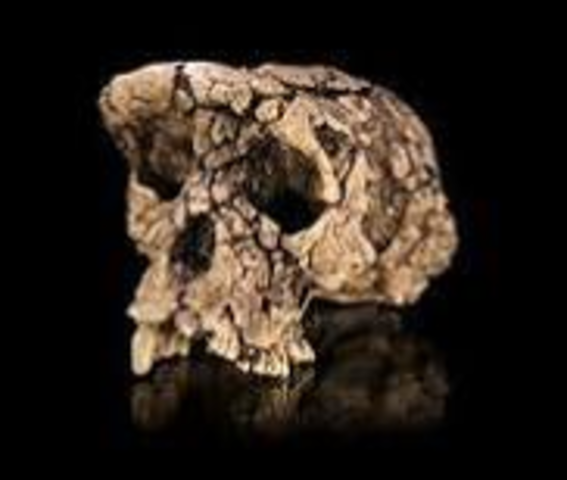 SAHELANTHROPUS TCHADENSIS