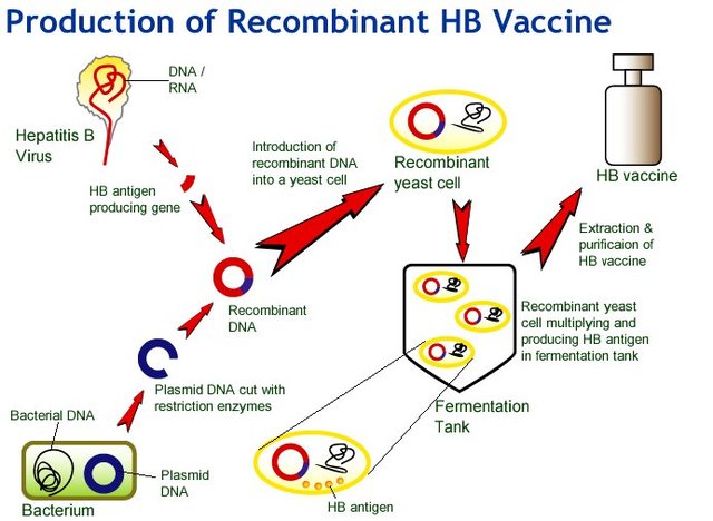 First Recombinant Hepatitis B Vaccine