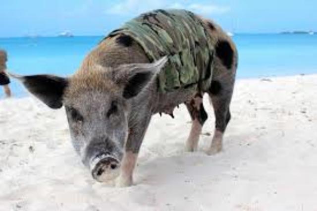Bay of Pigs Invasion