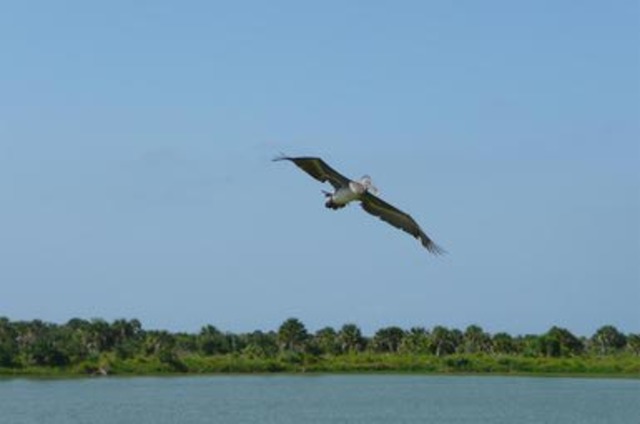 Pelican Island