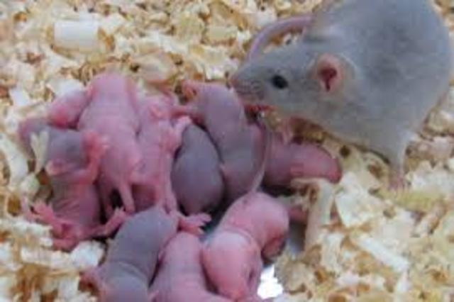 Óvulos de células madre de ratones