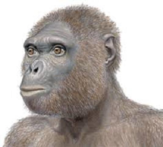 Ardipithecus Ramidus