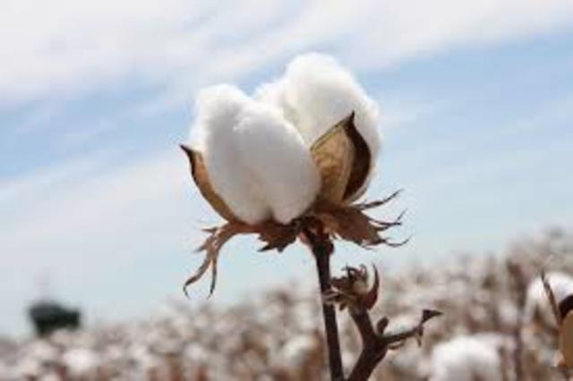 The Demand For Cotton