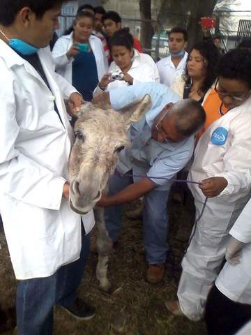 Ingrese a la Licenciatura de Medicina Veterinaria y Zootecnia