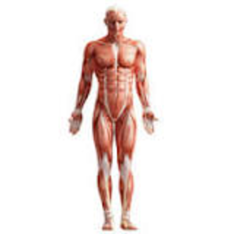 HOMO SAPIENS SAPIENS