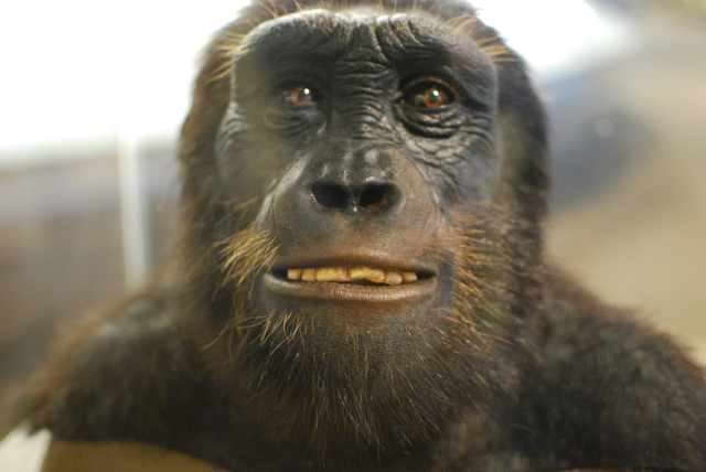 SAHELANTHROPUS TCHADENSIS