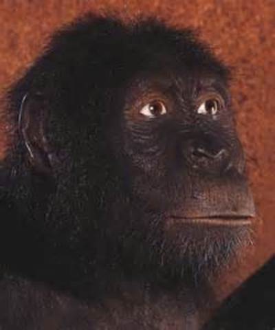Australopithecus anamensis