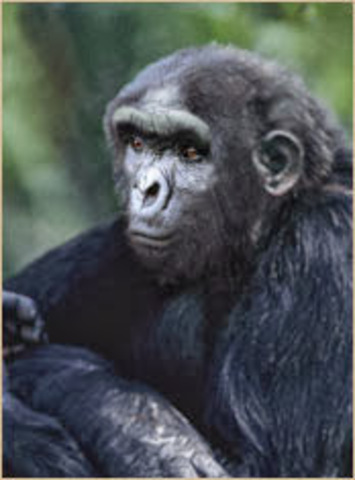 Sahelanthropus tchadensis