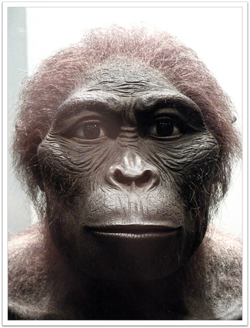 AUSTRALOPITHECUS AFRICANUS