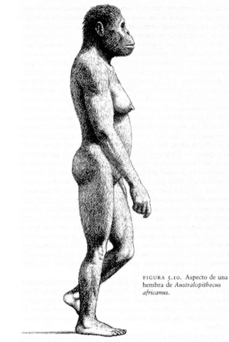 AUSTRALOPITHECUS AFRICANUS
