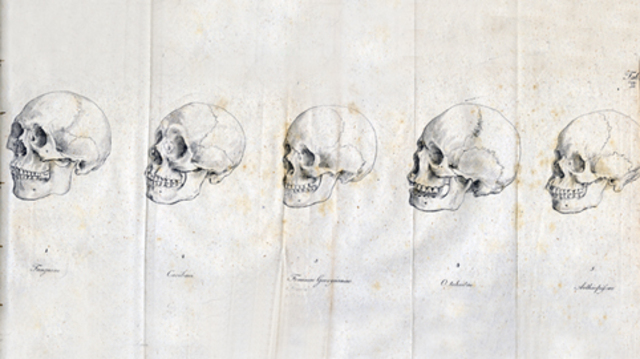 The Division of Races