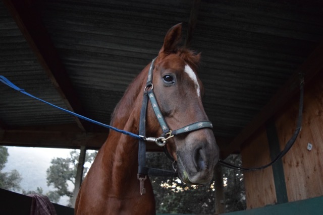 First thoroughbreds brought to California