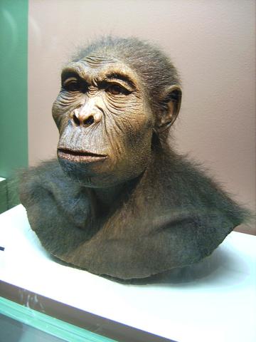 El Homo Habilis