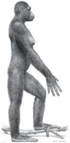 Ardipithecus Ramidus