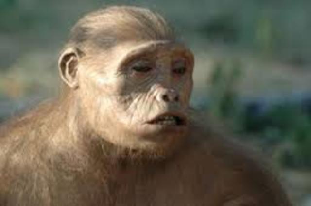 SAHELANTHROPUS TCHADENSIS