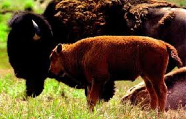 Producción de ganado vacuno