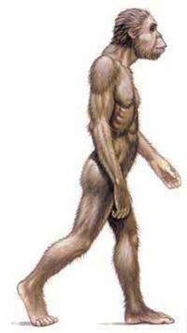 Australopithecus Africanus