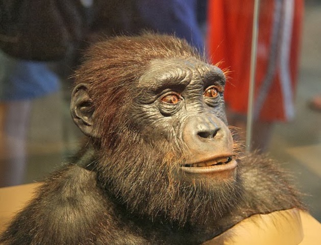 SAHELANTHROPUS TCHADENSIS