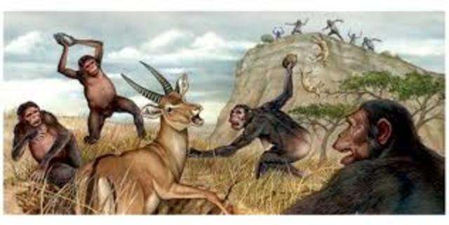 AUSTRALOPITHECUS AFARENSIS