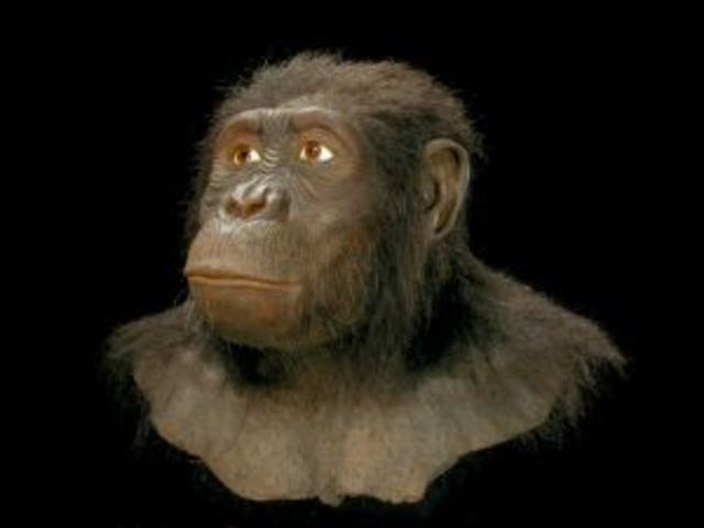 AUSTRALOPITHECUS ANAMENSIS (hace  4,2 - 3,9 millones de años)