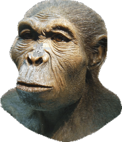 HOMO HABILIS