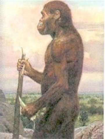 AUSTRALOPITHECUS ANAMENSIS
