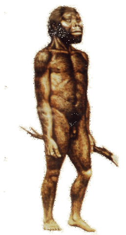 AUSTRALOPITHECUS AFARENSIS