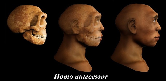 Homo antecessor