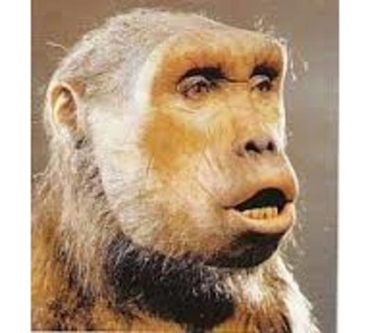 SAHELANTHROPUS TCHADENSIS