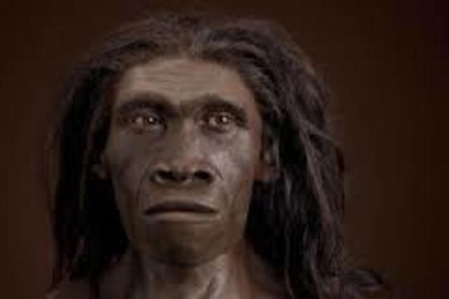 HOMO ERECTUS