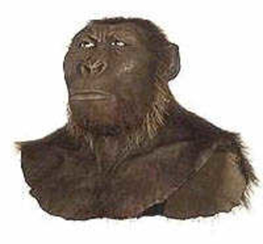 AUSTRALOPITHECUS ANAMENSIS